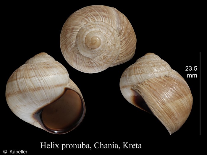 Helix pronuba Helix pronuba