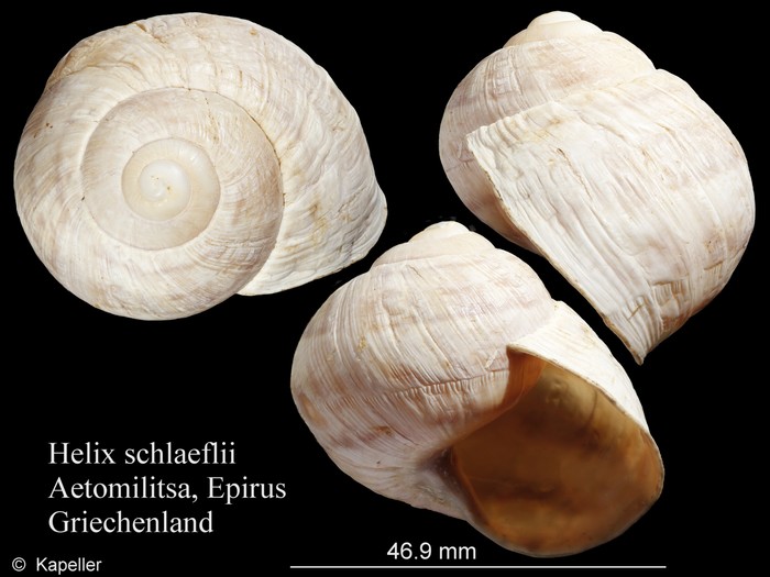 Helix schlaeflii Helix schlaeflii