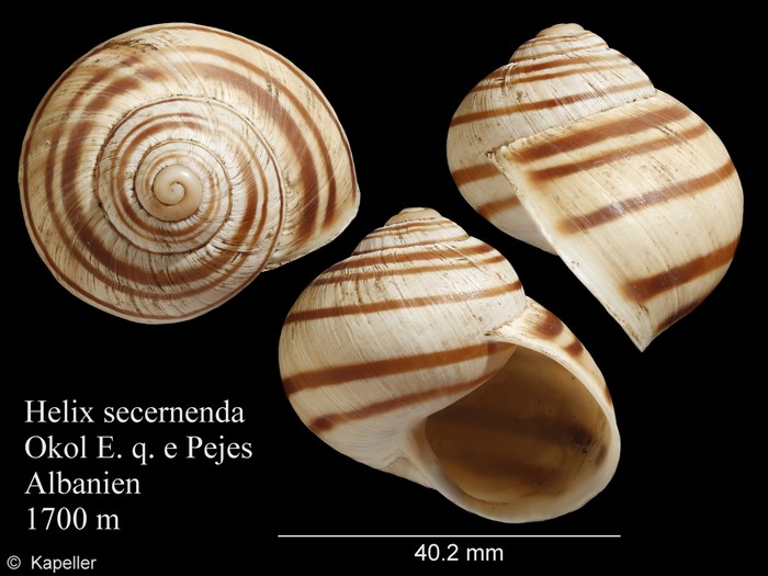 Helix secernenda