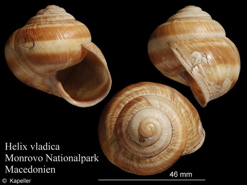 Helix vladica