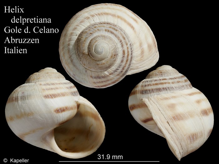 Helix ligata delpretiana Helix ligata delpretiana