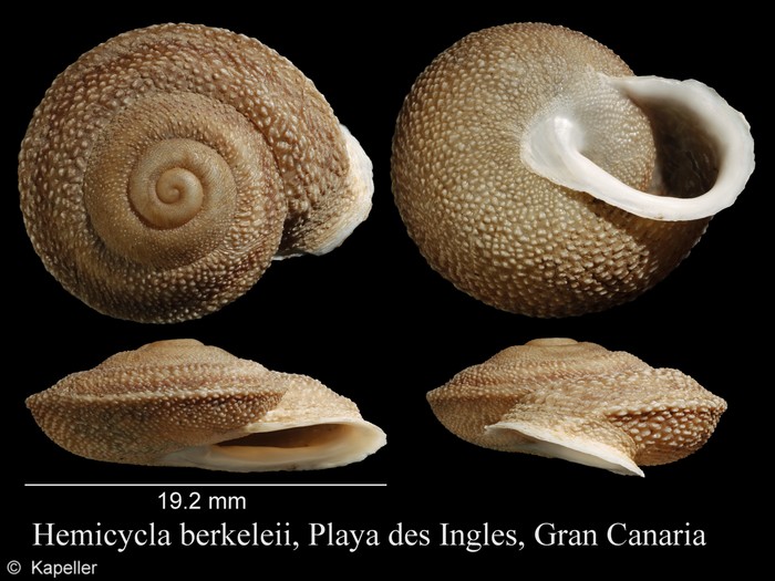 Hemicycla berkeleii Hemicycla berkeleii