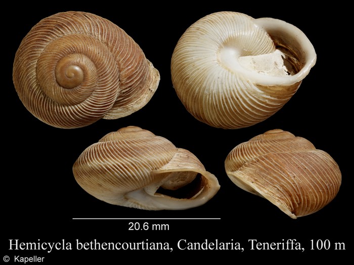 Hemicycla bethencourtiana Hemicycla bethencourtiana
