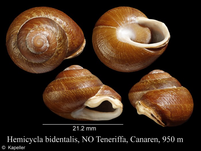 Hemicycla bidentalis