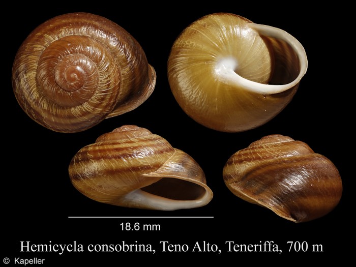 Hemicycla consobrina Hemicycla consobrina