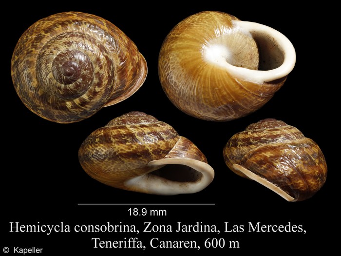 Hemicycla consobrina