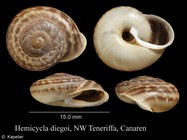 Hemicycla diegoi