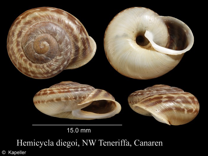 Hemicycla diegoi Hemicycla diegoi