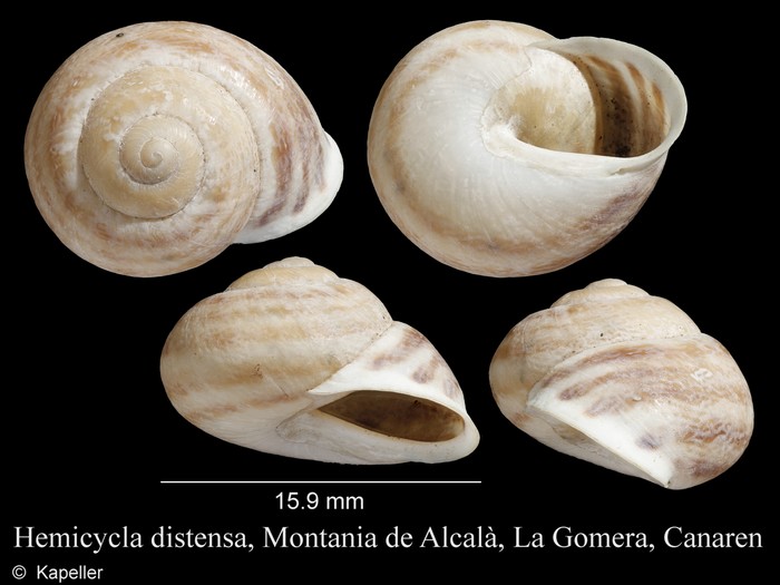 Hemicycla distensa