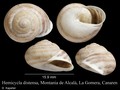 Mollusca (molluscs)