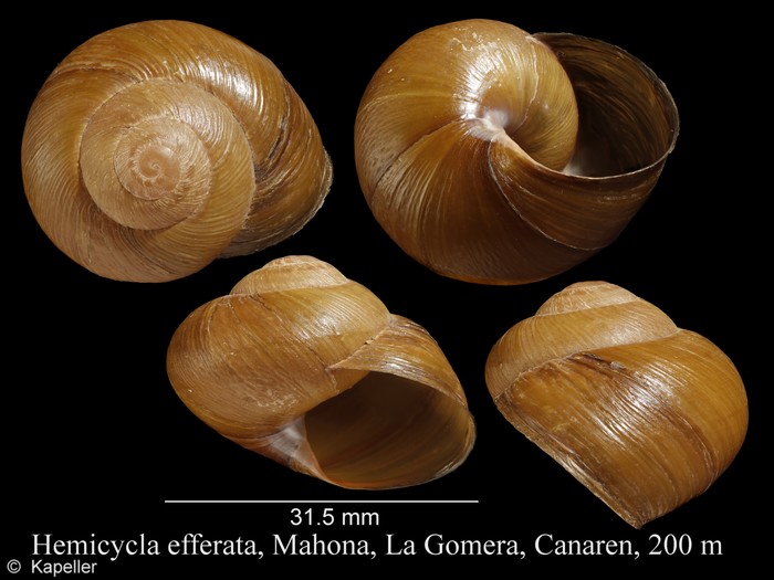 Hemicycla efferata Hemicycla efferata