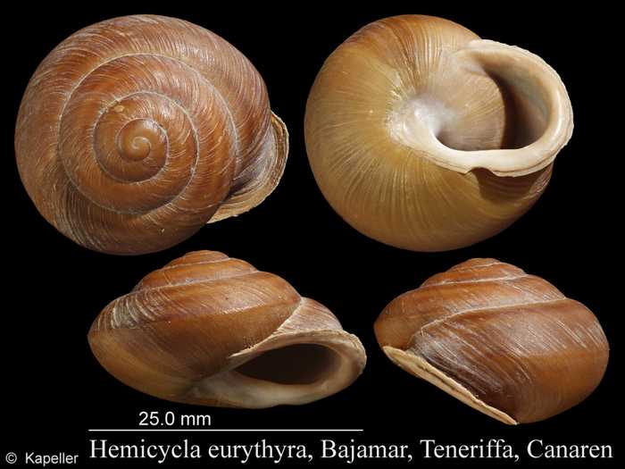 Hemicycla eurythyra Hemicycla eurythyra