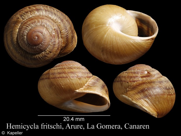 Hemicycla fritschi Hemicycla fritschi