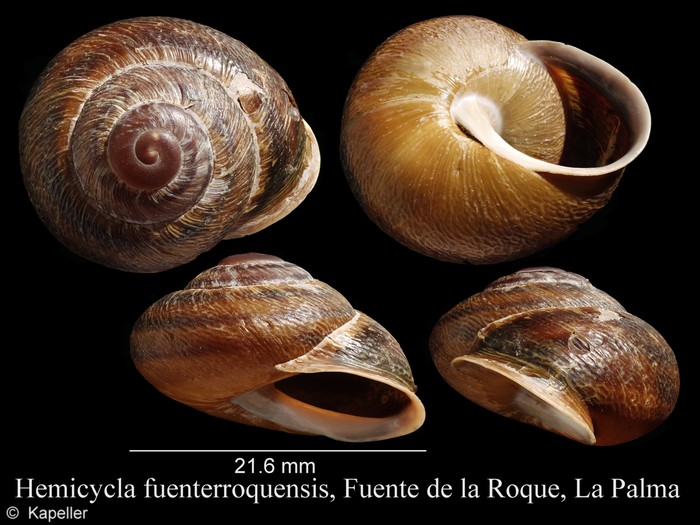 Hemicycla fuenterroquensis