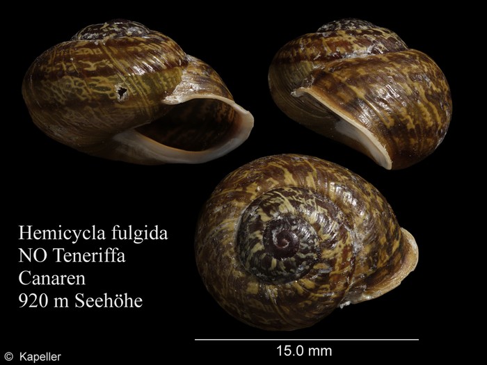 Hemicycla fulgida