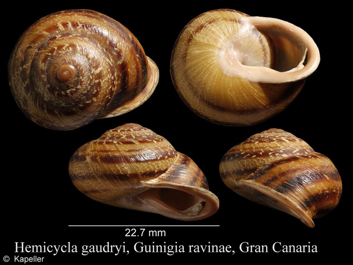 Hemicycla gaudryi