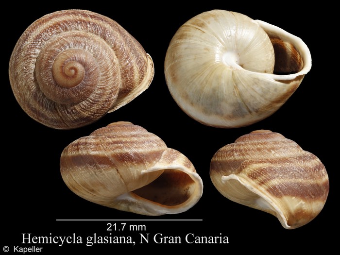 Hemicycla glasiana