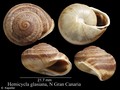 Mollusca (molluscs)