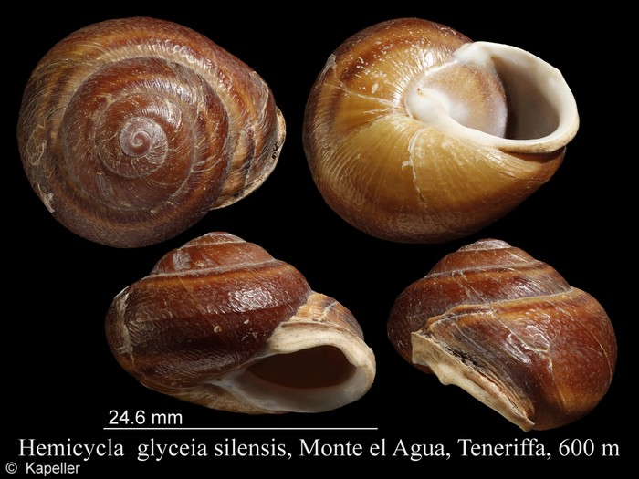 Hemicycla glyceia Hemicycla glyceia