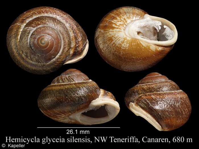 Hemicycla glyceia silensis