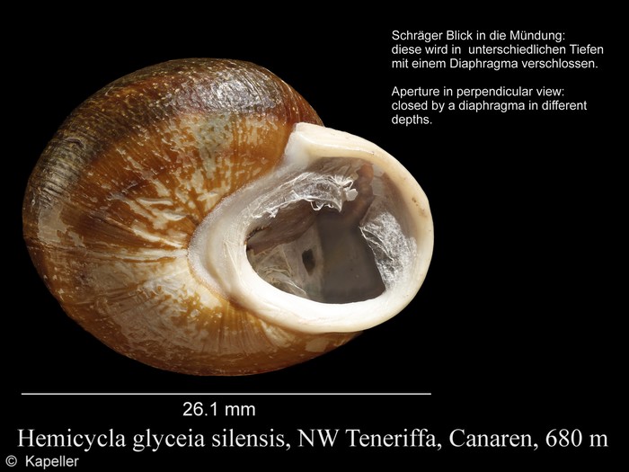 Hemicycla glyceia silensis
