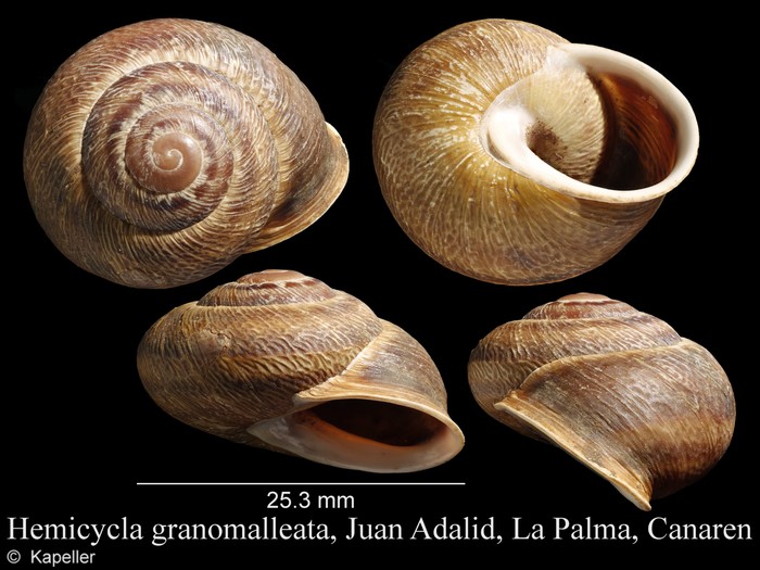 Hemicycla granomalleata Hemicycla granomalleata