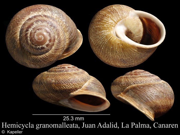 Hemicycla granomalleata