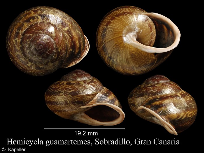 Hemicycla guamartemes