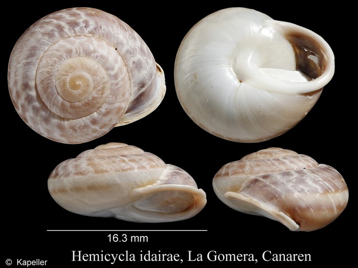 Hemicycla idairae