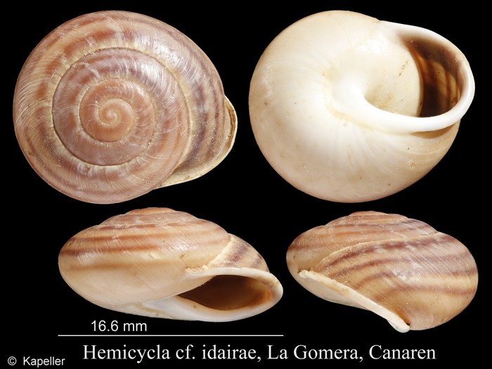 Hemicycla idairae