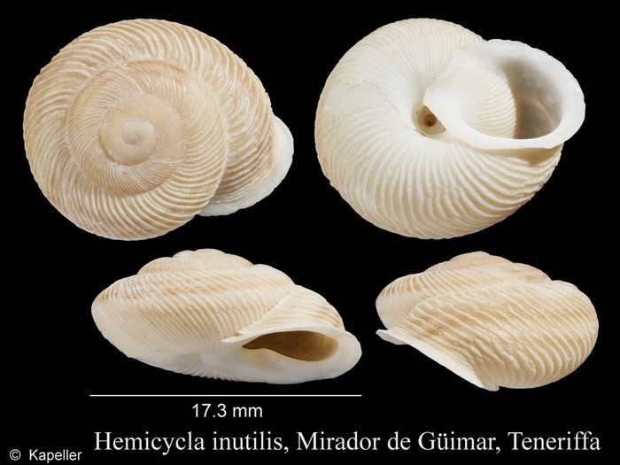 Hemicycla inutilis