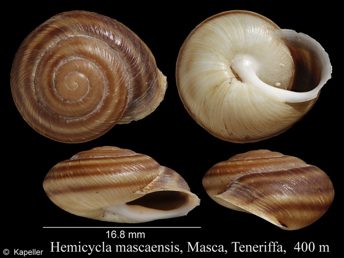 Hemicycla mascaensis Hemicycla mascaensis