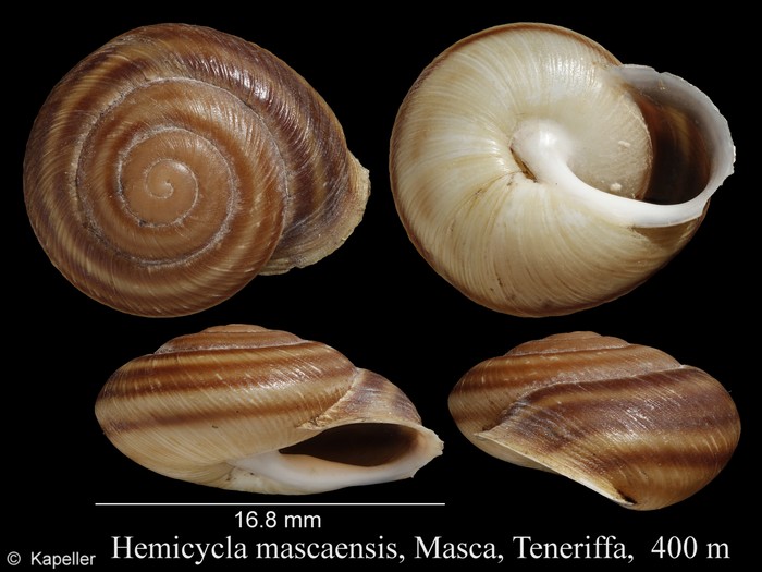 Hemicycla mascaensis