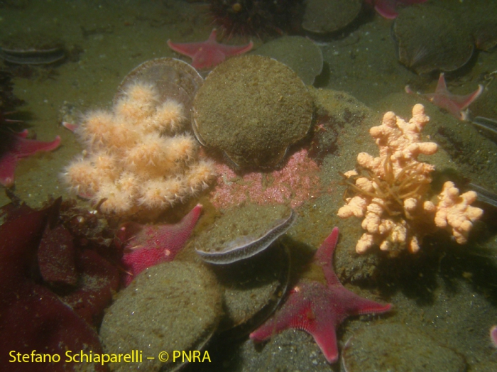 Alcyonium antarcticum 3 Alcyonium antarcticum 3