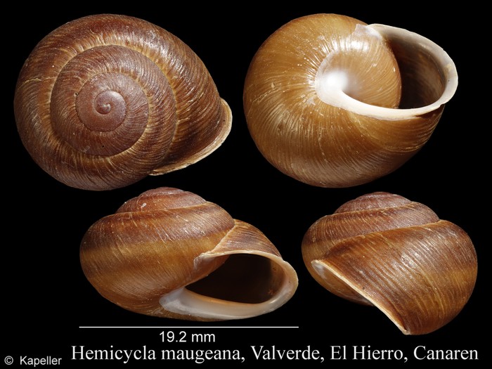 Hemicycla maugeana Hemicycla maugeana