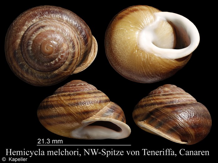 Hemicycla melchori Hemicycla melchori