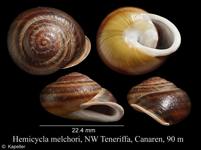 Hemicycla melchori Hemicycla melchori