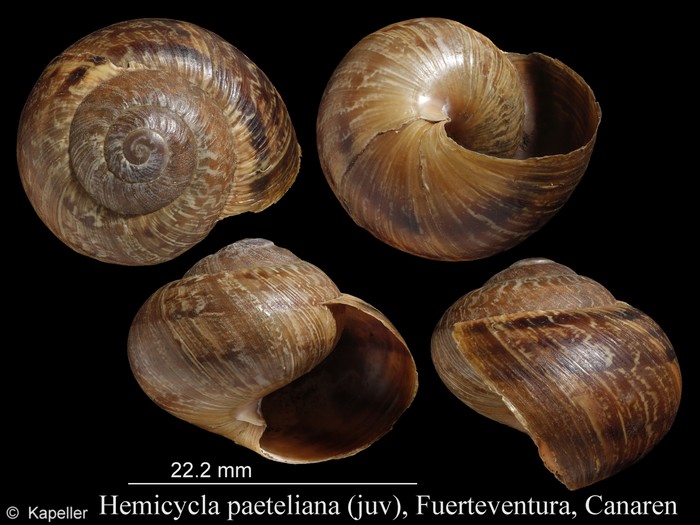 Hemicycla paeteliana