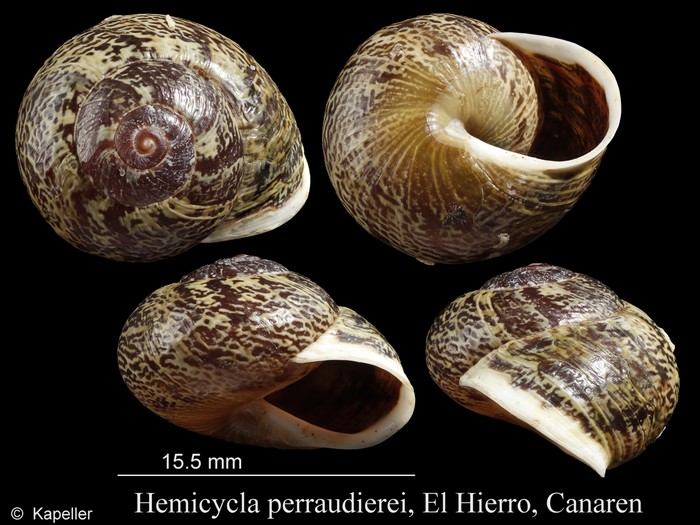Hemicycla perraudierei Hemicycla perraudierei
