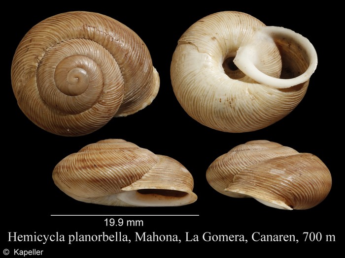 Hemicycla planorbella Hemicycla planorbella