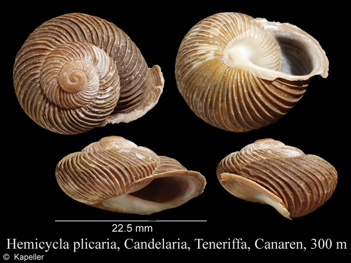 Hemicycla plicaria