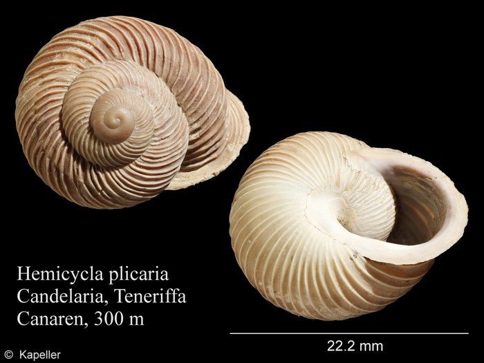 Hemicycla plicaria