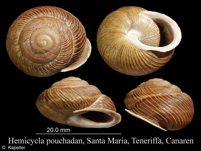 Hemicycla pouchadan Hemicycla pouchadan
