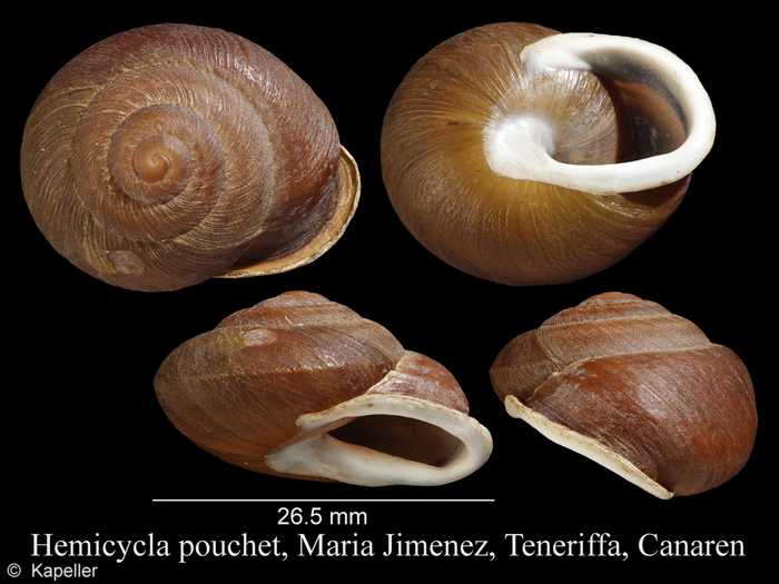 Hemicycla pouchet