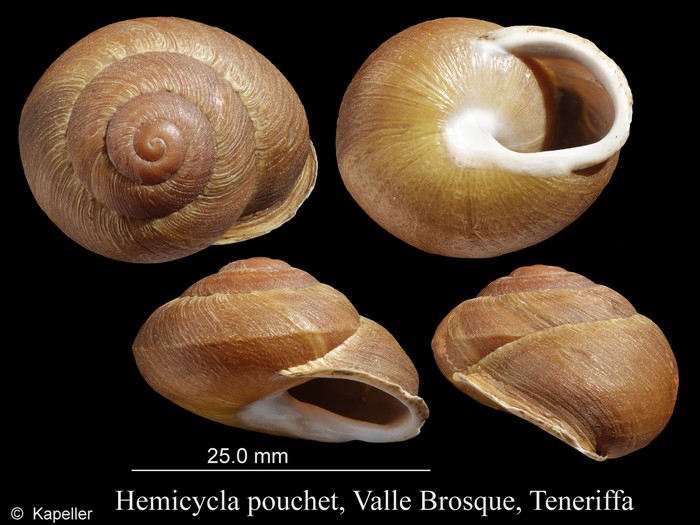 Hemicycla pouchet Hemicycla pouchet