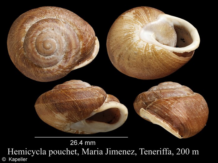 Hemicycla pouchet Hemicycla pouchet