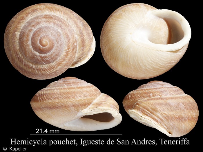 Hemicycla pouchet Hemicycla pouchet