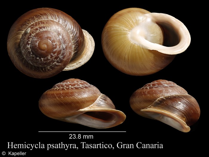 Hemicycla psathyra