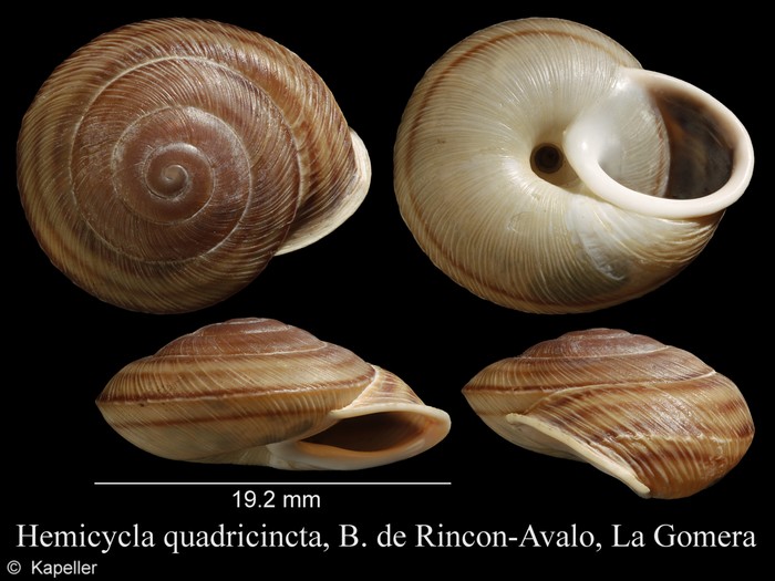 Hemicycla quadricincta