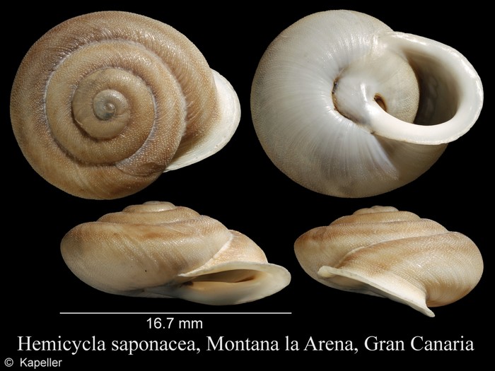 Hemicycla saponacea Hemicycla saponacea